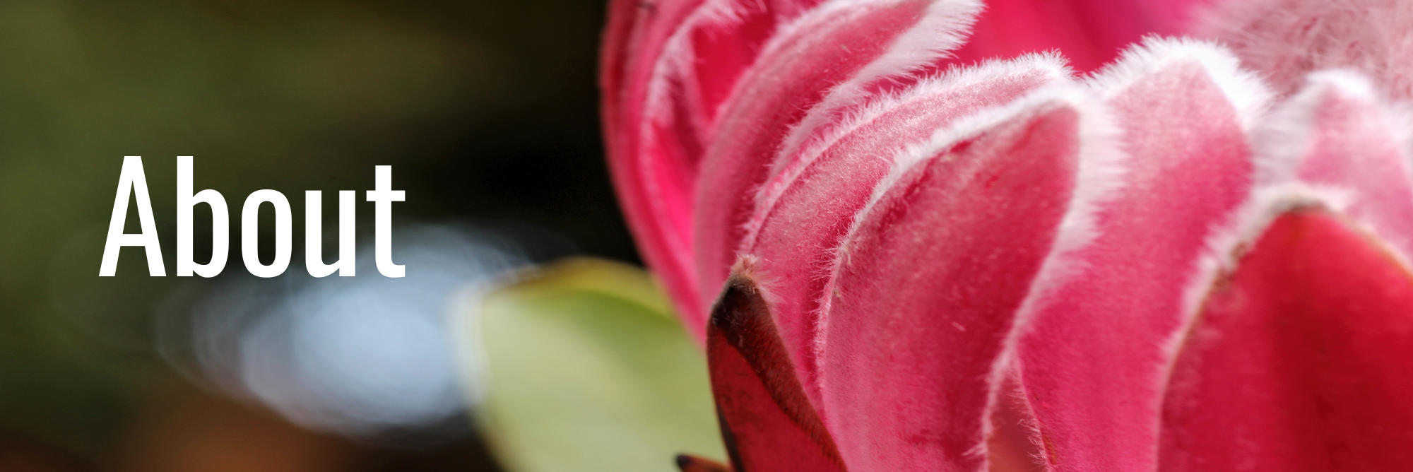 Publications    / photo by Ailish Mullally / Shutterstock
